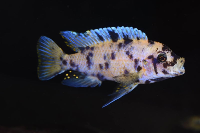 Maylandia zebra 'Mitande Reef (Rocks)'